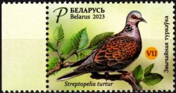 Belorussia Belarus Weissrussland 2023 Bird of the Year Streptopelia Turtur Pigeon Stamp MNH