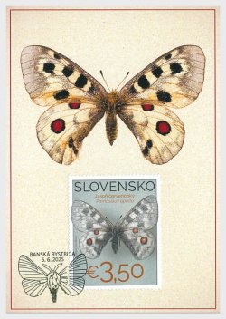 Slovakia 2025 Collection of Butterflies in the Museum of Central Slovakia Banská Bystrica Maxicard