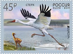 Russia 2019 Europa CEPT Birds Siberian crane Stamp MNH