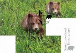 Croatia 2011 Fauna Brown bear Maxicard