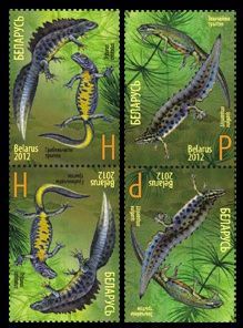 Belarus Belorussia 2012 Fauna Newts Tritons Joint issue with Russia Set of 2 tete-beshes (vertical) MNH