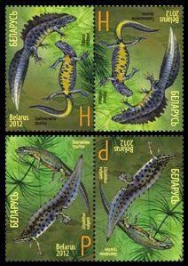 Belarus Belorussia 2012 Fauna Newts Tritons Joint issue with Russia Set of 2 tete-beshes (horizontal) MNH