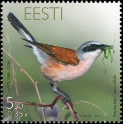 Estonia Estland 2010 Bird of the Year the red-back shrike (Lanius collurio) Stamp mint