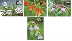 Belorussia. The Central Botanical Garden of NAS of Belarus. Orchids. Set of 4 maxicards