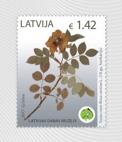 Latvia. National Museum of Natural History. Herbarium of the XIX century: dog rose (Rosa canina). Stamp
